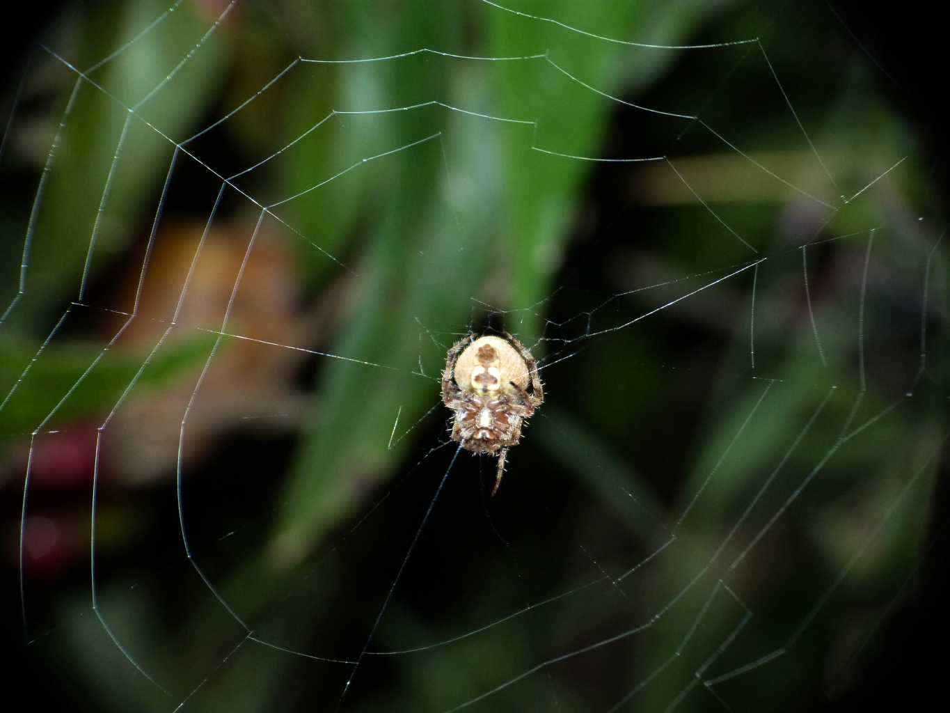 Neoscona subfusca di notte - Santa Teresa Gallura (OT)